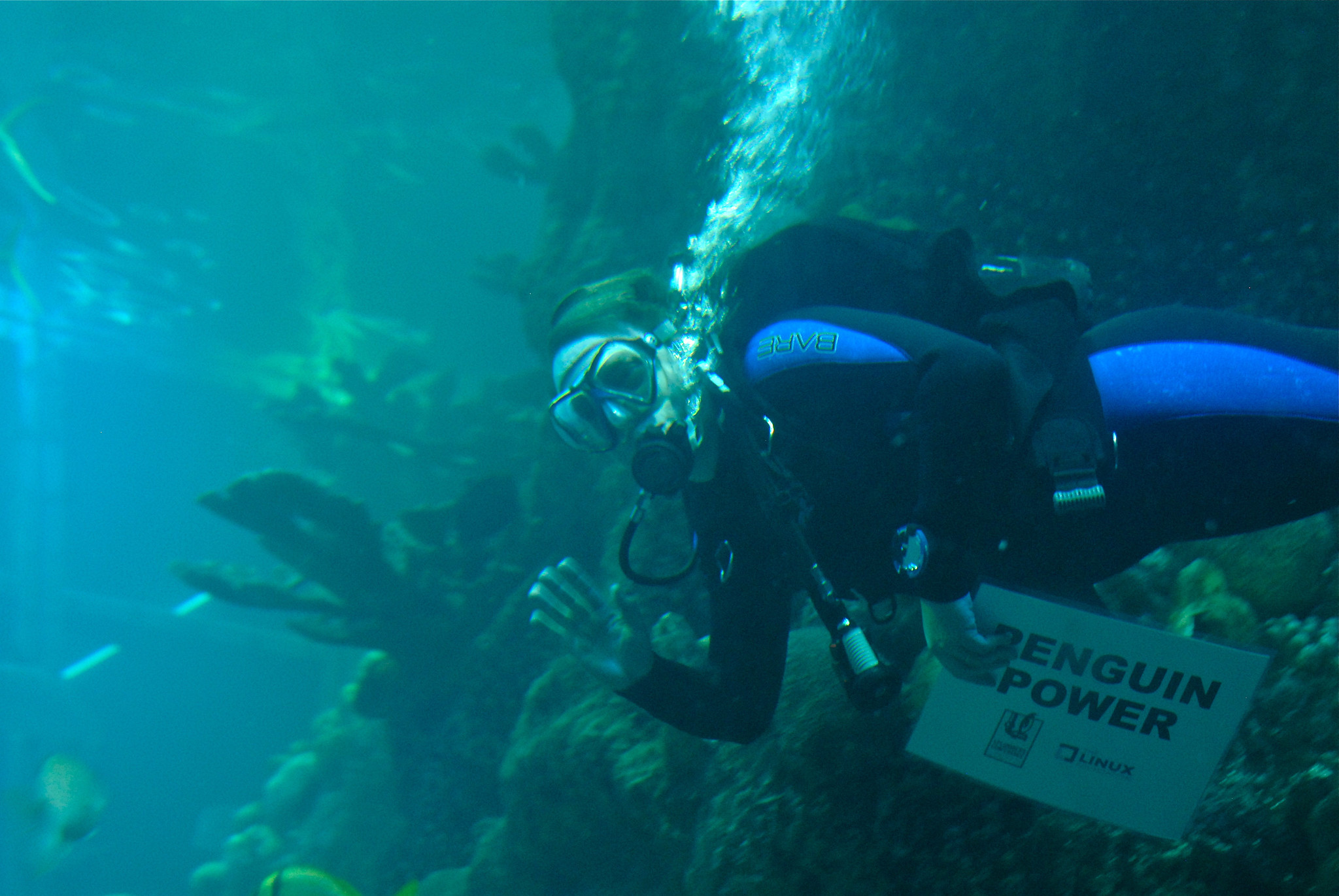 Linus diving